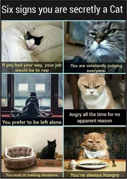 caturday secretly majorgeeks.jpg